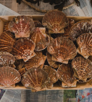 Thalassa Tradition - Coquilles St Jacques vivantes Normandie - 6kg