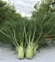 La Boite à Herbes - Mini Fenouil Bio