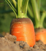 Le Châtaignier - Carottes sable - 10 Kg