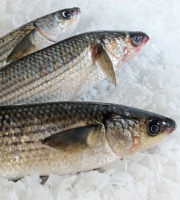 Le Panier à Poissons - Mulet Noir Vidé 900g