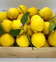 Le Panier du Producteur - Citrons - 1kg