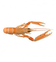 Ma poissonnière - Langoustine Crue - Lot De 1 Kg