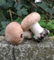 Champignons Bio du Sud Ouest - Champignons de Paris brun Bio – taille moyenne - entiers - 500gr