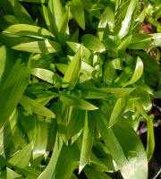 Rébecca les Jolies Fleurs - Herbes fraiches : Ail de ours