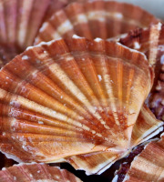 La Paysanne des Mers - Coquilles Saint-Jacques vivantes - 10kg