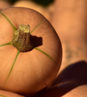 Le Châtaignier - Butternut 500-800g