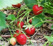 Le Jardin des Gallines - Confiture De Fraises