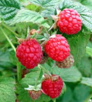 Le Jardin des Gallines - Confiture de Framboise