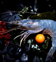 Obsiblue - Gambas bleues de Nouvelle-Calédonie - Gambas Bleues De Nouvelle-calédonie - Calibre 21-30 - 5 x 1kg