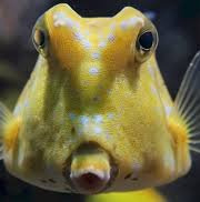 Le Panier à Poissons - Merlu. Pièce de 1kg/1.2kg