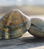 Aux Viviers de Penfoulic - Palourdes Grises - 1 kg