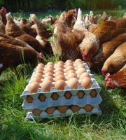 La Ferme de l'Abbaye - Oeufs de Poules Rousses Lohman (3 plaques de 30 œufs)