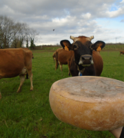 La Ferme de l'Abbaye - Fromage d'Abbaye : La Royale Du Berry - 9 Kg