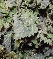 Rébecca les Jolies Fleurs - Poudre d'orties sauvage