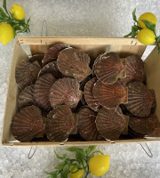 Laurenti et fils - Coquilles Saint-Jacques Vivantes - 12kg