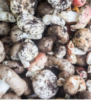 Les champignons de Vernusse - Lot pleurotes gris et shiitakes - 2x1kg