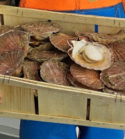 Armement Thaïs Léo - Coquille Saint Jacques Bretonnes - 12kg