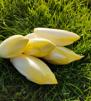 La Brouette d'Alexis - Endives - 1 kg