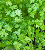 Les Herbes du Roussillon - Cerfeuil Frais