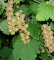 Le Jardin des Gallines - Gelée de Groseilles Blanches