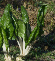 Le Châtaignier - Blette - 1kg