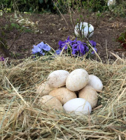 Des Poules et des Vignes à Bourgueil - Œufs D’oies