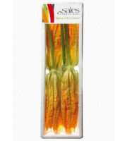 Maison Sales - Végétaux d'Art Culinaire - -9- Courgette Fleur Mâle - 5 Pièces