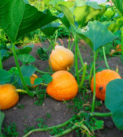 Les Jardins du CEP - Sève du Jardin - Courge potimarron