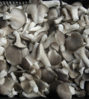 Trapon Champignons - Pleurotes Cultivés Frais