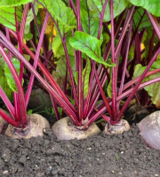 Les Jardins du CEP - Sève du Jardin - Bettraves crues