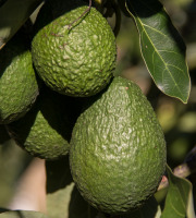 Graines Précieuses - Houmous À L'avocat Et Zeste De Citron Vert Bio