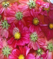 Rébecca les Jolies Fleurs - Infusion de Cosmos au vinaigre de cidre bio