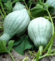 Le Jardin des Gallines - Courge Bio Blue Hubbard