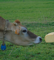 La Ferme de l'Abbaye - Fromage d'Abbaye : La Demi Royale Du Berry En 4kg