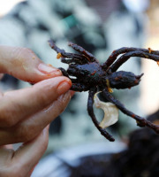 A la Truffe du Périgord - Mygale frite