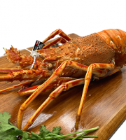 Luximer - Langouste Royale Vivante - Pièce De 900g