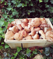 Champignons Bio du Sud Ouest - Shiitake Bio - 500gr