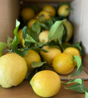 La Maison du Citron - Citrons de Menton IGP 2 kg