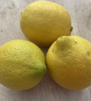 Le Potager de Sainte-Hélène - Citron primofiori bio de Sicile x 3