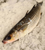 Le Panier à Poissons - Mulet Noir Vidé, pièce de  1.2kg à 1.3kg