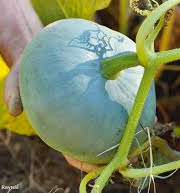 Le Jardin des Gallines - Courge Bleue de Hongrie BIO