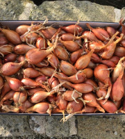 Maison Quéméner - Echalotes Traditionnelles - 5kg