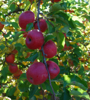 La Boite à Herbes - Pomme pink cripps - 3kg