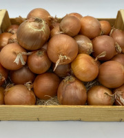 Le Panier du Producteur - Oignon "Paille" - 1kg