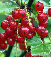 Le Jardin des Gallines - Gelée de Groseilles Rouges