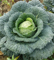 Les Jardins du CEP - Sève du Jardin - Choux de Milan