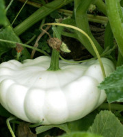 Au bon Jardinet - Pâtisson Couronne Impériale - Vendu À La Pièce