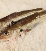 Le Panier à Poissons - Merlan vidé  3/500g par pièce, lot de 2 pièces