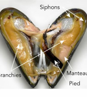 Ma poissonnière - Moules De Bouchot - Lot De 4 Kg