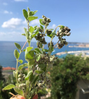 Le Jardin des Antipodes - Za'atar Frais Bio - Botte De 10g